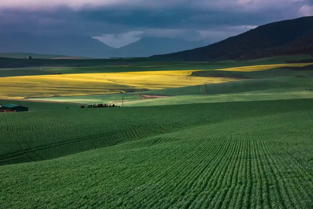 | The Golden Portugal