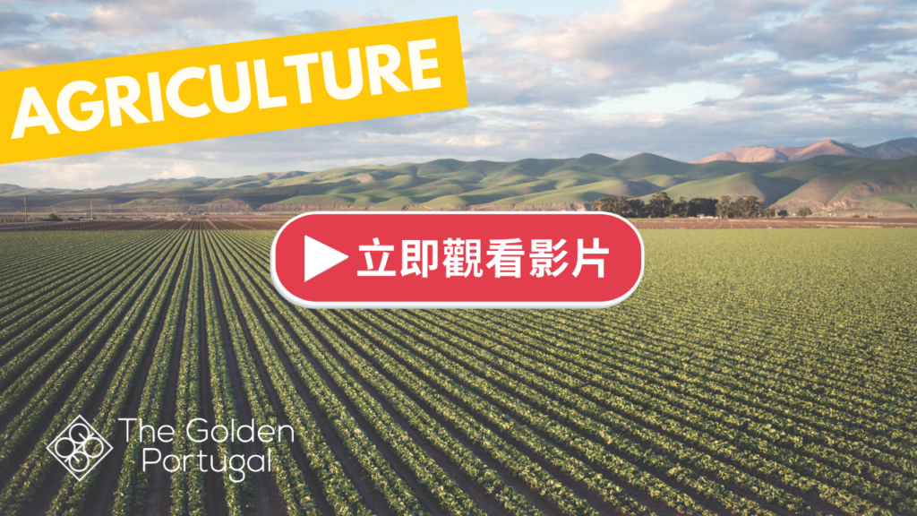 | 金葡諮詢