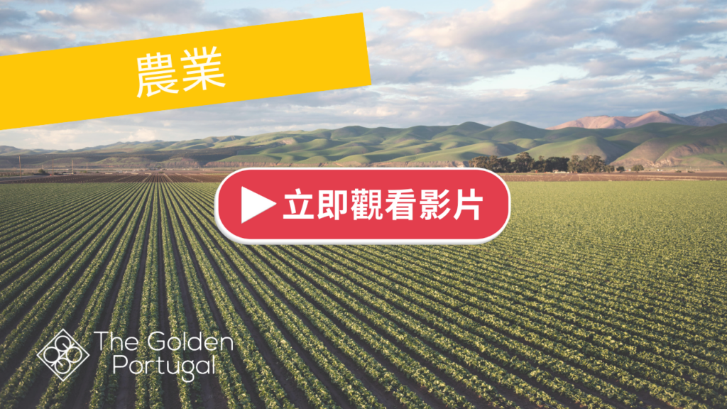 | 金葡諮詢