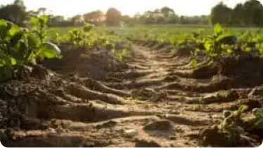 Bluecrow Agrobusiness